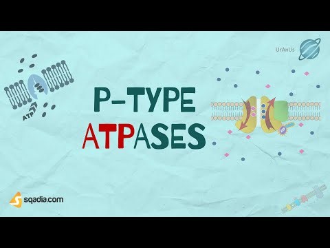 P-Type ATPases | Introduction