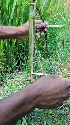 Primitive Rope Trap in Rice Field – Simple Survival Snare That Actually Works!