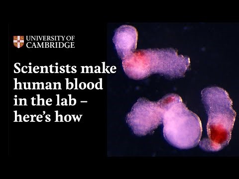 Researchers Created Structures That Produced Blood Cells in the Lab—With a Process That Mimics Real Human Embryos