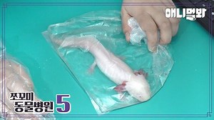 [쪼동5] 내원 환자 : 아홀로틀 aka.우파루파 투명이님