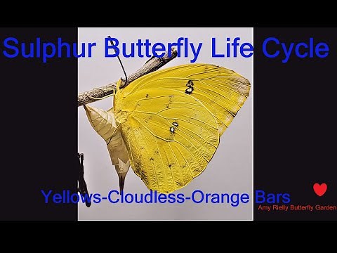 Sulphur Butterfly - The Complete Life Cycle