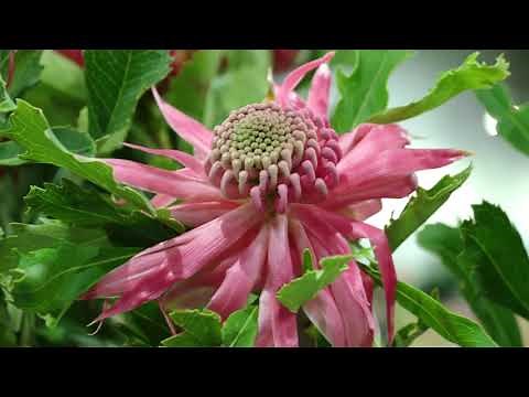 Australian Spring Natives & Waratahs: with East Coast Wildflowers