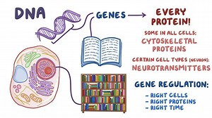 Video: Gene regulation - Video Explanation! | Osmosis | Osmosis