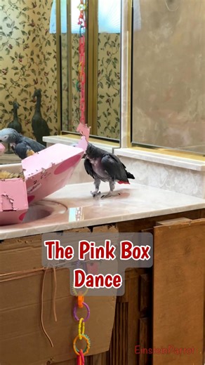 This pink box makes a great dance partner! #dancingparrot #EinsteinParrot #FeatheredFriends #funnyparrot #ParrotPersonality | Einstein the Talking Texan Parrot