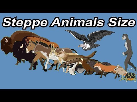 Steppe Animals Size Comparison in 2024 | Steppe Animals March in 2023