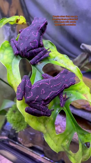 Purple Toads: Toxicity and Conservation | Atelopus barbotini
