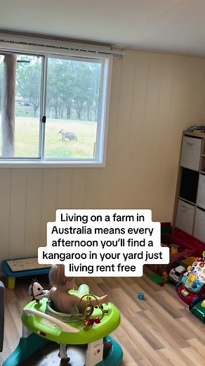 Curious Kangaroo Spying on Toddler Through Bedroom Window