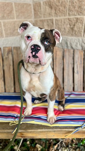 116 reactions · 41 shares | Our adoptable dogs are loving this warmer weather here in northern Michigan! ☀️ 凜 Check out all of our adoptable dogs at our website at https://www.cherrylandhumane.org/dogs ❤️ #rescuedog #adoptme #animalshelter #traversecity #cherrylandhumanesociety #summer | Cherryland Humane Society | Facebook