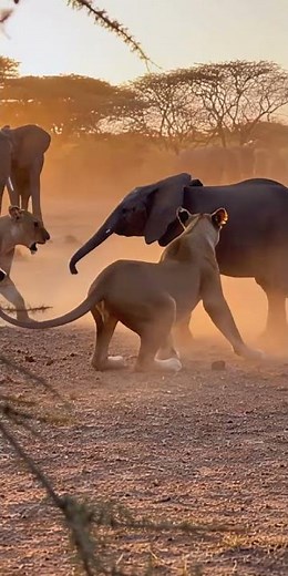 Baby Elephant Fights Off Lions 🐘🦁💥 | Real Jungle Footage