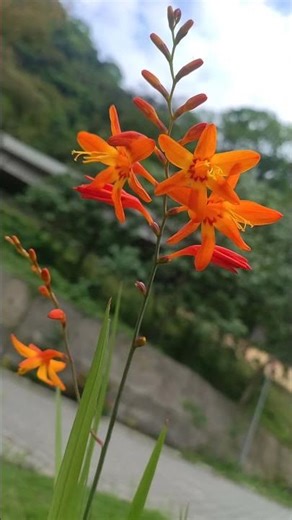 Crocosmia x crocosmiiflora. Common Name: Montbretia #crocosmia #montbretia #gardenplants