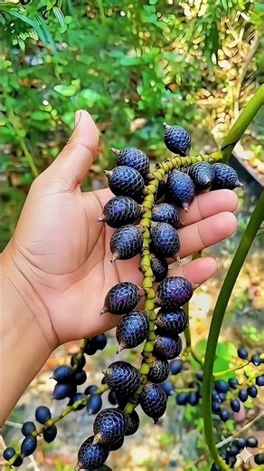 Nature Glitched This Harvest 😱🫐 #fruit #viral #harvest #instagram #shorts #farming