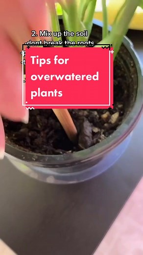Tips for overwatered plants: How to fix and save your plants