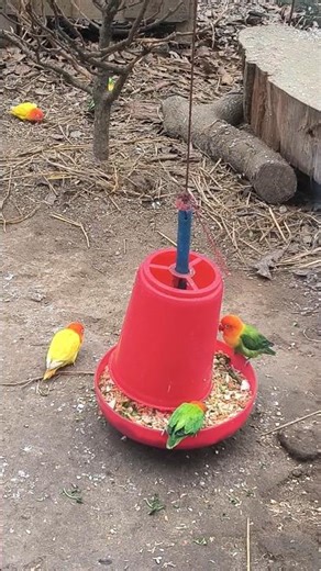 Wait for the colors! 🌈 Darjeeling Zoo's secret aviary #birds #birdwatching #zoo