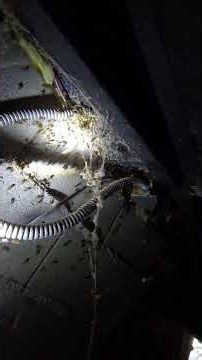 Dungeon & Draggin FULL VIDEO ON YOUTUBE #killerbeeguy #invasivespecies #killerbee #honeybee