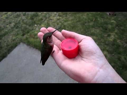 Hand Feeding Hummingbirds