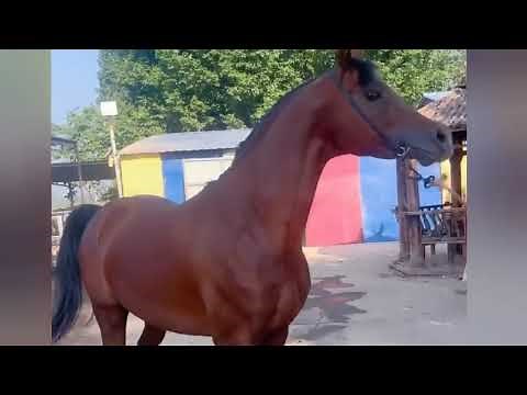 Horse behavior | The Future of Horse Breeding | Animal Educational Video