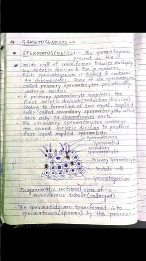 Gametogenesis in Male (spermatogenesis) | Notes