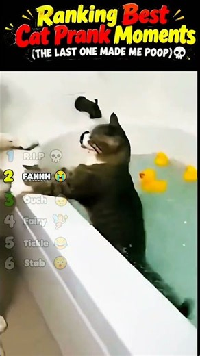 Ranking BEST Cat Prank Moments 😂🐱 | Funniest Pet Reactions #funnycats #memes