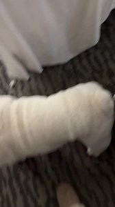 11K views · 1.6K reactions | Now we have a toy injury! Poor green dragon has lost his stuffing due to excessive shaking. The daddy said no surgery can be performed without removing his head - it’s too dangerous so he’s going to let him be. What can you do when you have a mad shaker around! Oh Augie & Gigi… | Augie Doggy’s Place | Facebook