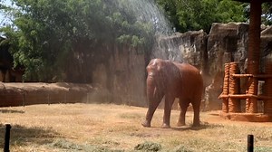 Nakhon Ratchasima Zoo staff sprayed water on African elephants to cool them off on Friday. During this period, the weather in Nakhon Ratchasima Province is hot to extremely hot. On certain days, the temperature reaches 40 degrees Celsius. Furthermore, the Nakhon Ratchasima Zoo installed sprinklers to allow various animals, including giraffes, ostriches, and zebras, to cool down in the same location. #africanelephant #NakhonRatchasima #thailand | Khaosod English