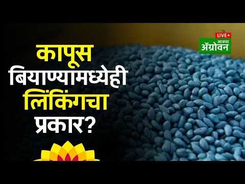 Cotton Seed Linking Controversy: राज्यात कापसाच्या अधिक मागणीच्या वाणांवर लिंकिंगचा प्रकार? |Agrowon