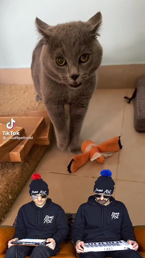 The Cat Song 😹 Available on YT 😁 #meow #cats