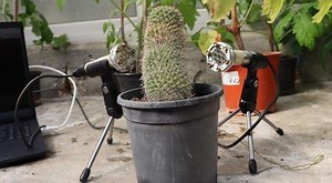 Microphones Reveal Plants Make Many Sounds Especially When Stressed–And Each Species Sounded Different (Listen)