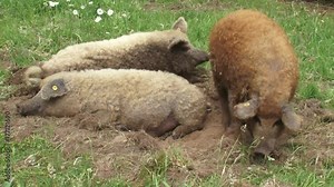 Red Mangalitsa and Blonde Mangalitsa pigs lay down in meadow + shifting + get up. In cold weather pigs often stick together to keep warm.