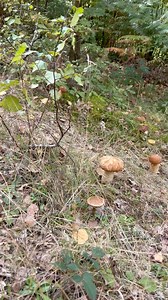 524K views · 4.2K reactions | Funghi porcini 2024 #funghi #porcini #funghiporcini | Funghi Porcini | Facebook