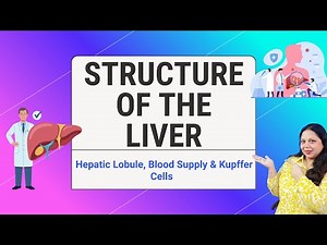 Structure of the Liver Explained Hepatic Lobule, Blood Supply & Kupffer Cells IGCSE & IB Biolog