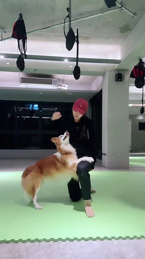 Border Collie Dance Moves with Bubu the Dancing Dog