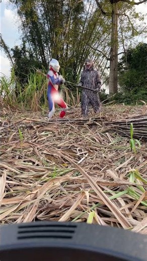 刚砍完甘蔗太累了 休息一下都不给休息 就马上要扛甘蔗了#奥特曼