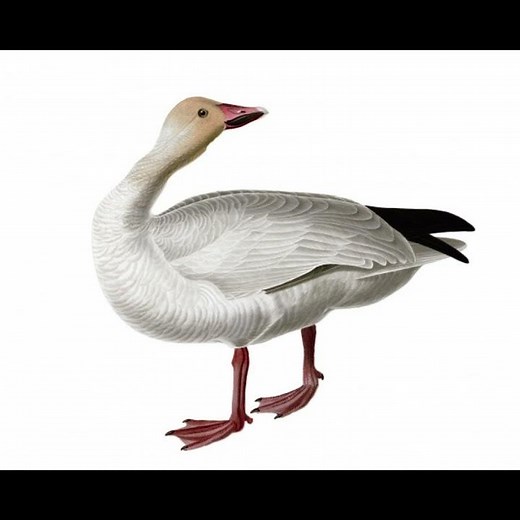 Goose Sound Effect