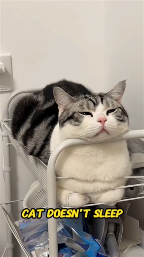 Why Your Cat Sleeps in Certain Spots on Your Bed