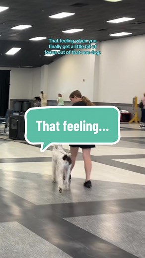 Achieving Focus in German Wirehaired Pointers Training