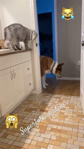 El perrito ya sabe que el gato está ahí #viralvideo #cat
