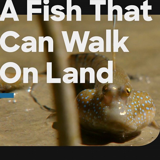 377K views · 2K reactions | Fish that walk on land? Just when you think you've seen it all...  | Discovery Channel UK | Facebook