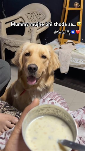 Mujhe bhi ek nivaala khilao na… 🥺🐾 #Lilly #dogshorts #doglove #goldenretreiver