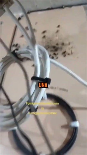 Fumigador encuentra cucarachas detrás de un módem 🪳🛜🇲🇽 #shortvideos #noticias #viral #mexico