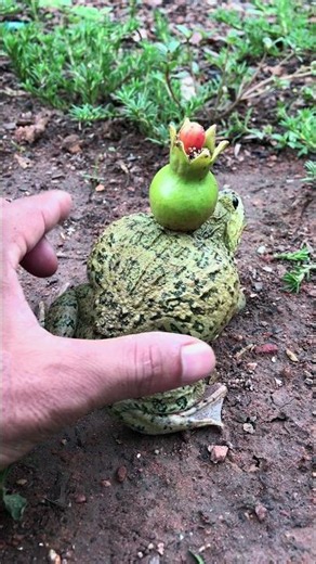 Skills catch laugh / big and small frog hopping very quick