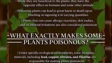 The Earth is home to millions of plant species, but some of them are best to be avoided due to their toxic and poisonous attributes. Learn how to recognize and handle encounters with common poisonous plants in this visual guide from Labroots. -> https://buff.ly/3l6I22E | Labroots, Inc.