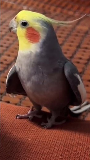 Parrot Bird Sound Like Talking | Amazing Mimic Voice #shorts