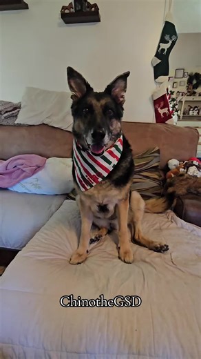 #gsd #mygirlchino | gsd puppies