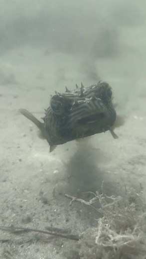 So obviously our lab does more than just fish BUT, I think fish are definitely a highlight of the lab! We get to take care of fish! We get to rear and raise baby fish! We get study and teach others about fish! We LOVE fish!! 🐠✨🫧 #fish #lab #marinebiology #research #aquarium #seahorse #aquaculture #science #marinescience #STEM #animals #fishkeeping | Nickdavis.00