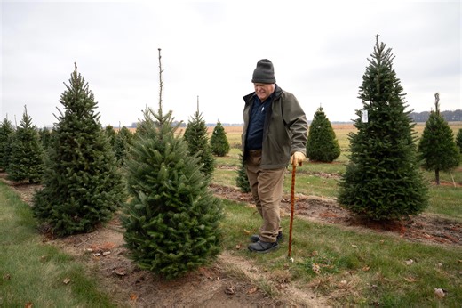 From mulch to goats, here's where to recycle your Christmas tree