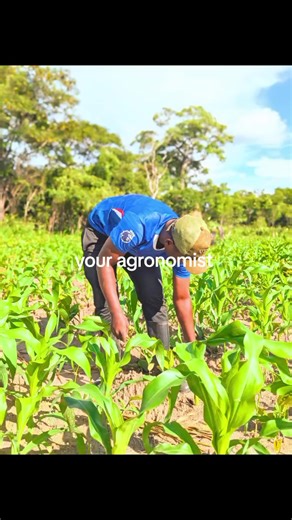 Your Agronomist: Agriculture Insights and Tips