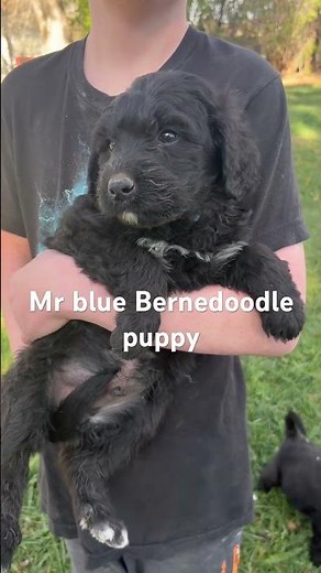 Mr blue Bernedoodle pup