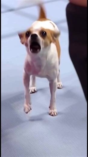 la doña Juana vs el pelón lucha libre #ia #tendencia #luchalibre #viral #dog