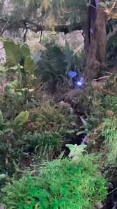 1.4K views · 119 reactions | @Wyland is a pioneer in today’s modern day marine life art movement! Watch as he transforms a blank canvas into a mesmerizing dance of colors and forms—a vibrant octopus comes to life under his hands!  @paratodosoc #wyland #wylandfoundation #wylandart | Wyland Foundation | Facebook