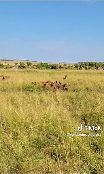 Hyenas Challenge Young Male Lion in Nature Encounter